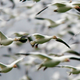 Illustration for article titled Watch a Mesmerizing Map of 118 Bird Species Migrating Throughout the Western Hemisphere
